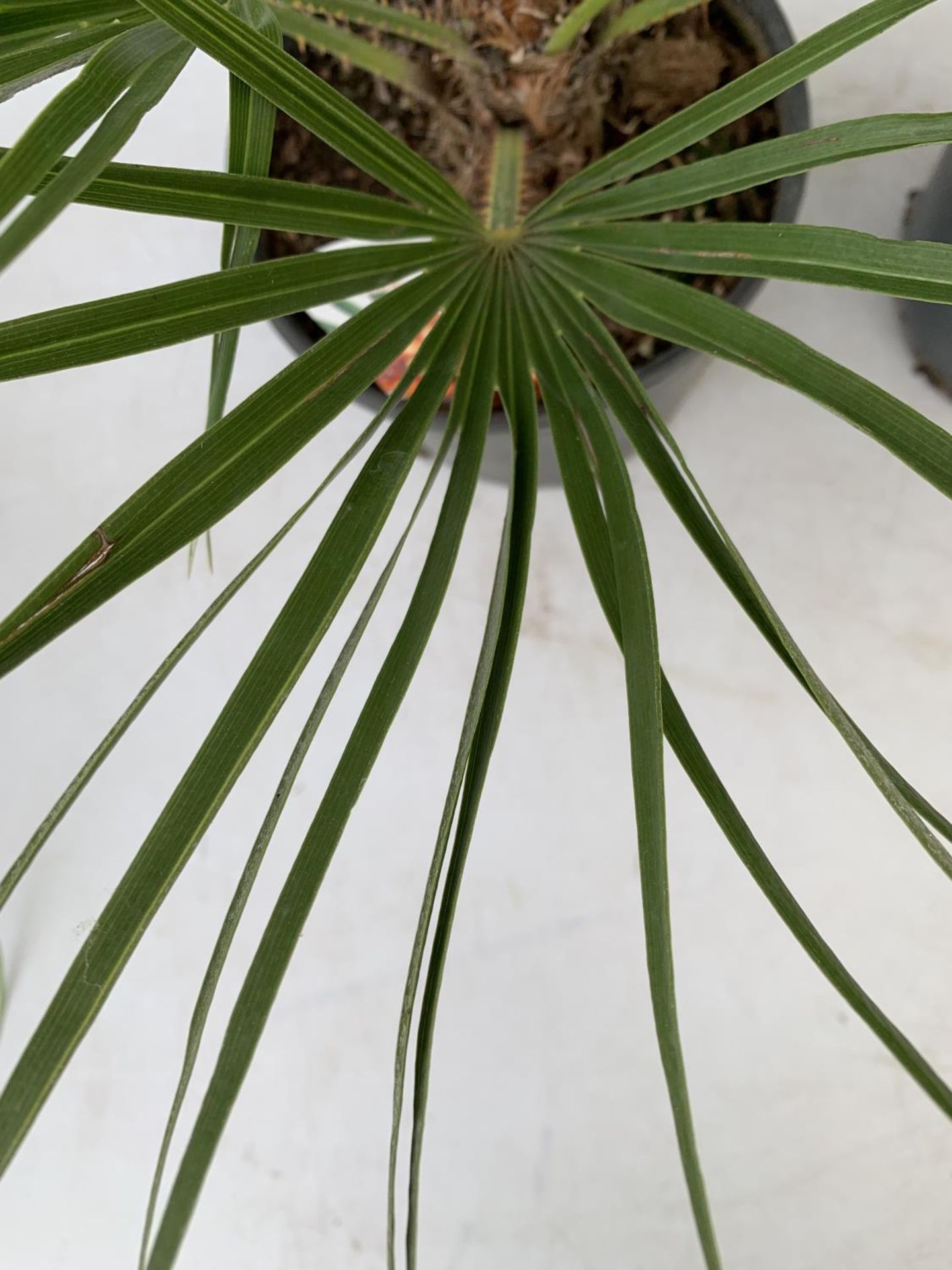 TWO CHAMAEROPS HUMILIS HARDY IN 3 LTR POTS APPROX 70CM IN HEIGHT PLUS VAT TO BE SOLD FOR THE TWO - Image 9 of 10