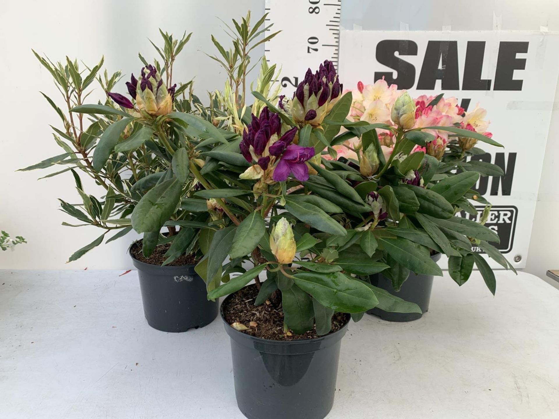 THREE RHODODENDRONS 'MARCEL MENARD' PONTICUM VARIEGATUM AND 'PERCY WISEMAN' IN 5 LTR POTS APPROX - Image 2 of 16