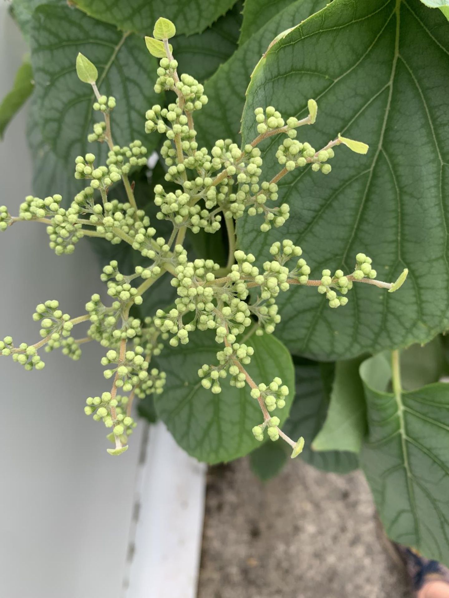 A SCHIZOPHRAGMA HYDRANGEA 'MOONLIGHT' IN A 7.5 LTR POT 130CM IN HEIGHT PLUS VAT - Image 11 of 14