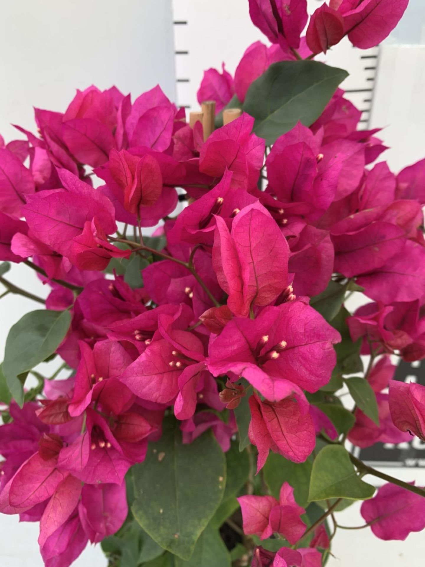 ONE BOUGAINVILLEA SANDERINA ON A PYRAMID FRAME, 3 LTR POT HEIGHT 70-80CM. PATIO READY PLUS VAT - Image 6 of 8