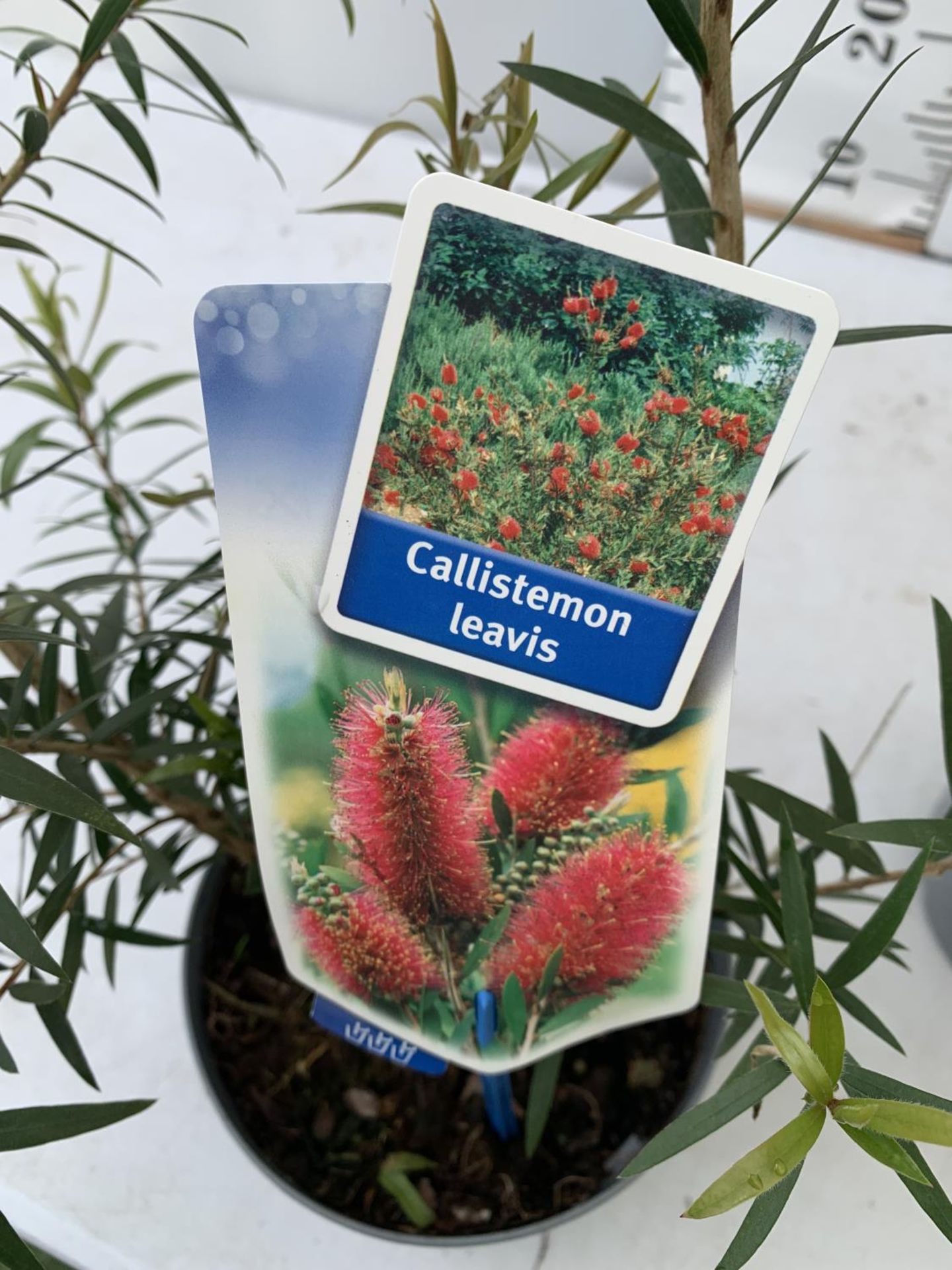TWO CALLISTEMON LAEVIS IN 2 LTR POTS 50CM IN HEIGHT PLUS VAT TO BE SOLD FOR THE TWO - Image 7 of 8