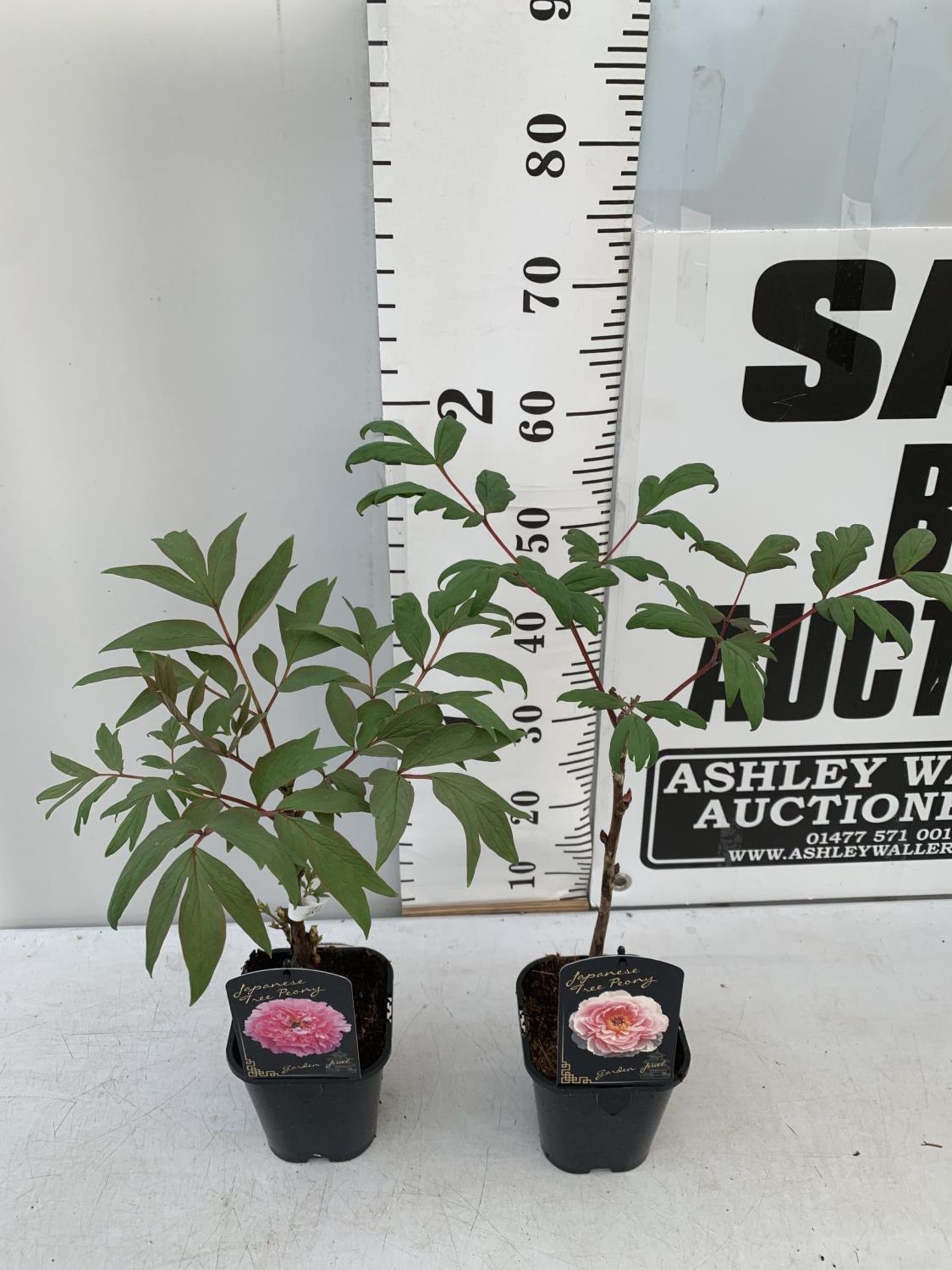 TWO JAPANESE TREE PEONIES PINK AND LIGHT PINK IN 1 LTR POTS HEIGHT 60CM PLUS VAT TO BE SOLD FOR - Bild 3 aus 10