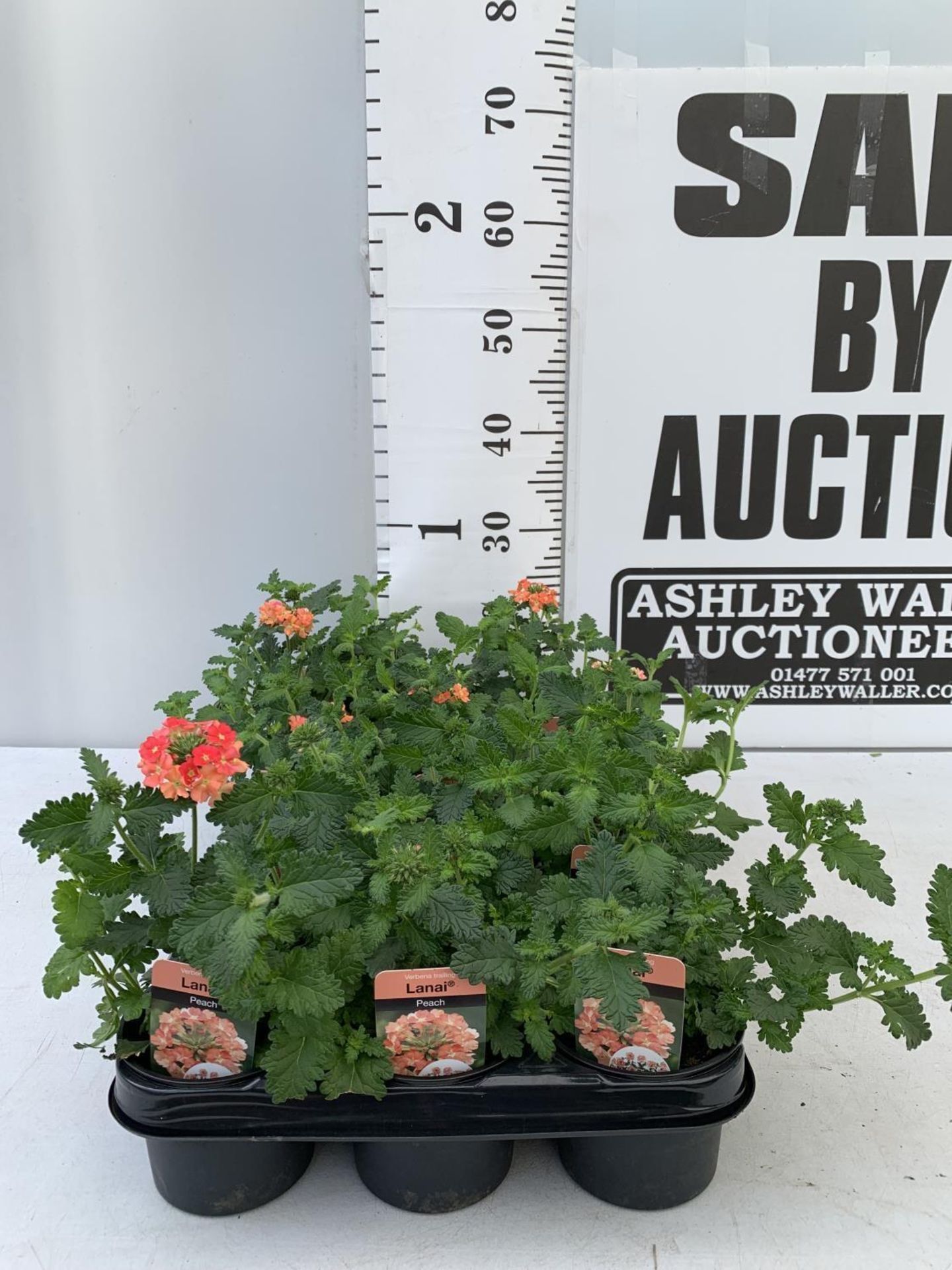 FIFTEEN TRAILING VERBENA LANAI IN PEACH BASKET PLANTS IN P9 POTS PLUS VAT TO BE SOLD FOR THE FIFTEEN