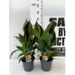 TWO EXCLUSIVE VARIETY CANNA CLEOPATRA APPROX 70CM IN HEIGHT IN 2 LTR POTS PLUS VAT TO BE SOLD FOR