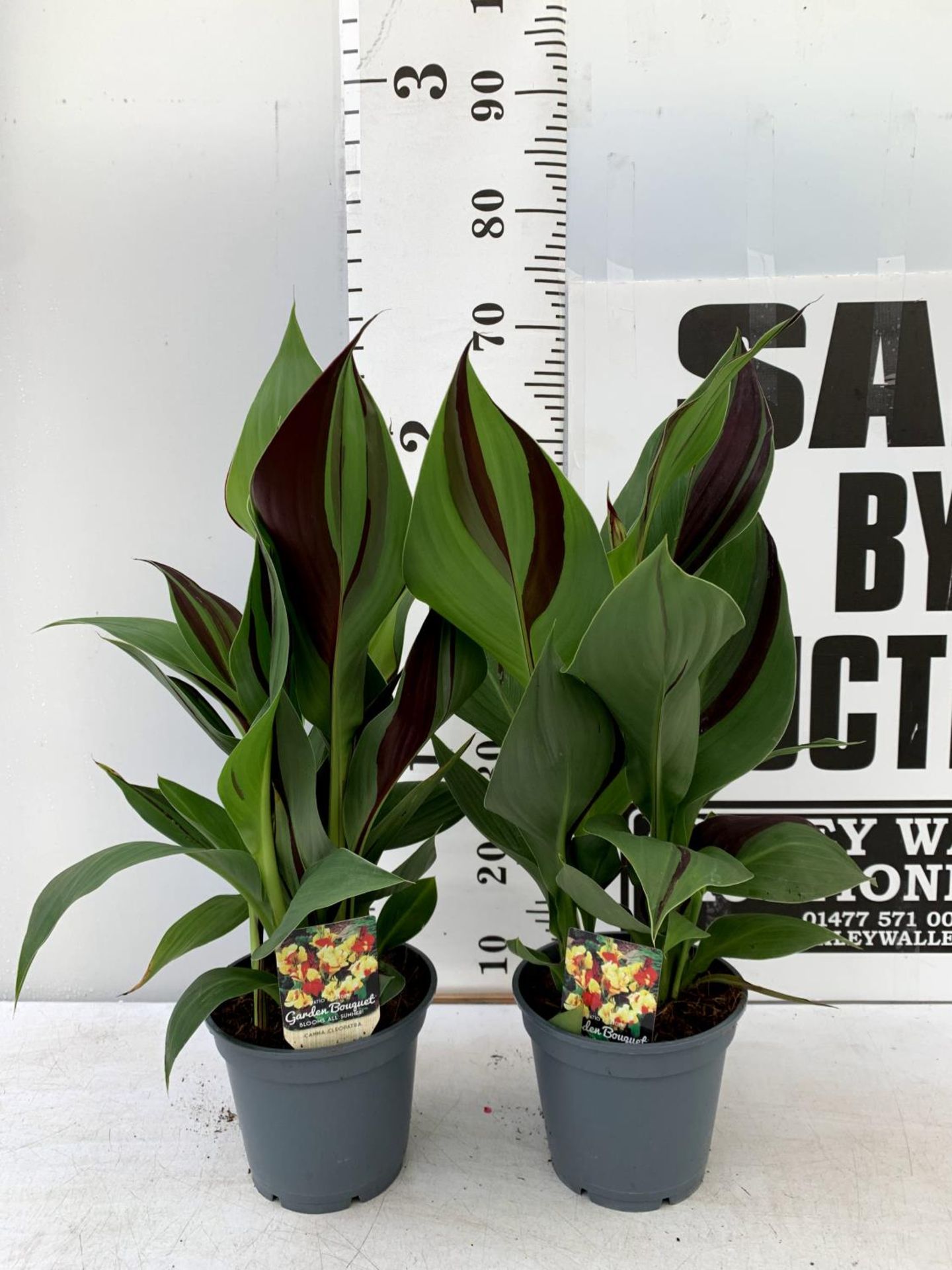 TWO EXCLUSIVE VARIETY CANNA CLEOPATRA APPROX 70CM IN HEIGHT IN 2 LTR POTS PLUS VAT TO BE SOLD FOR