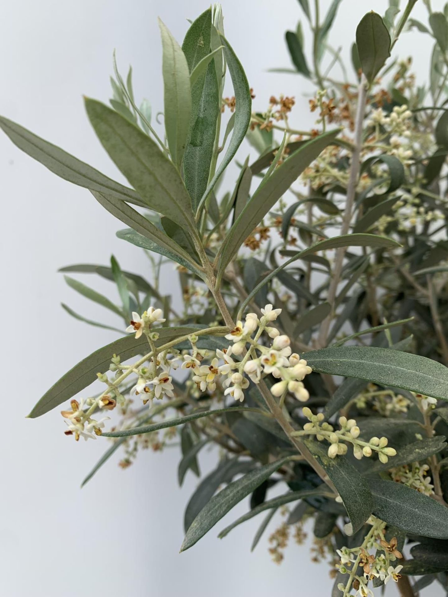 TWO OLIVE EUROPEA STANDARD TREES APPROX 110CM IN HEIGHT IN 3LTR POTS NO VAT TO BE SOLD FOR THE TWO - Image 9 of 10
