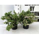 TWO EUONYMUS FORTUNA 'HARLEQUIN' IN 3 LTR POTS APPROX 50CM IN HEIGHT PLUS VAT TO BE SOLD FOR THE TWO