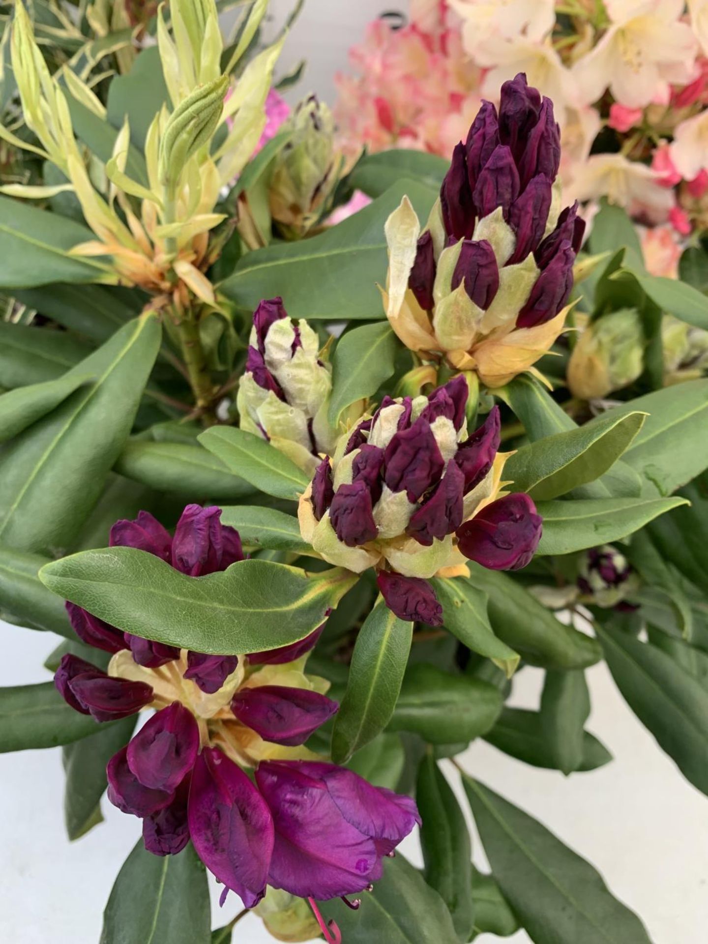 THREE RHODODENDRONS 'MARCEL MENARD' PONTICUM VARIEGATUM AND 'PERCY WISEMAN' IN 5 LTR POTS APPROX - Image 8 of 16