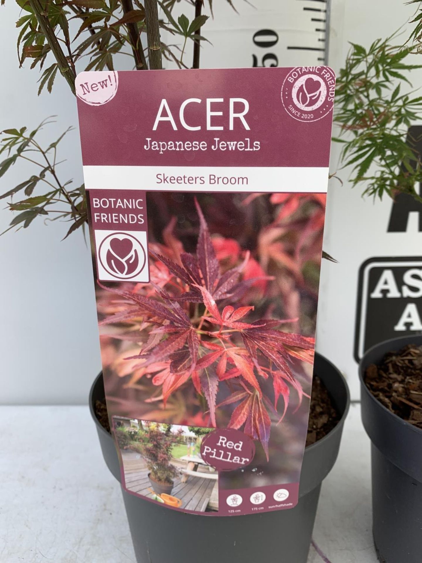 TWO ACER PALMATUM JAPANESE JEWELS IN 3 LTR POTS TO INCLUDE A JERRE SCHWARTZ AND A SKEETERS BROOM - Bild 12 aus 14