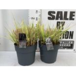 TWO ORNAMENTAL GRASSES 'PANICUM SQUAW' APPROX 60CM IN HEIGHT IN 10 LTR POTS PLUS VAT TO BE SOLD