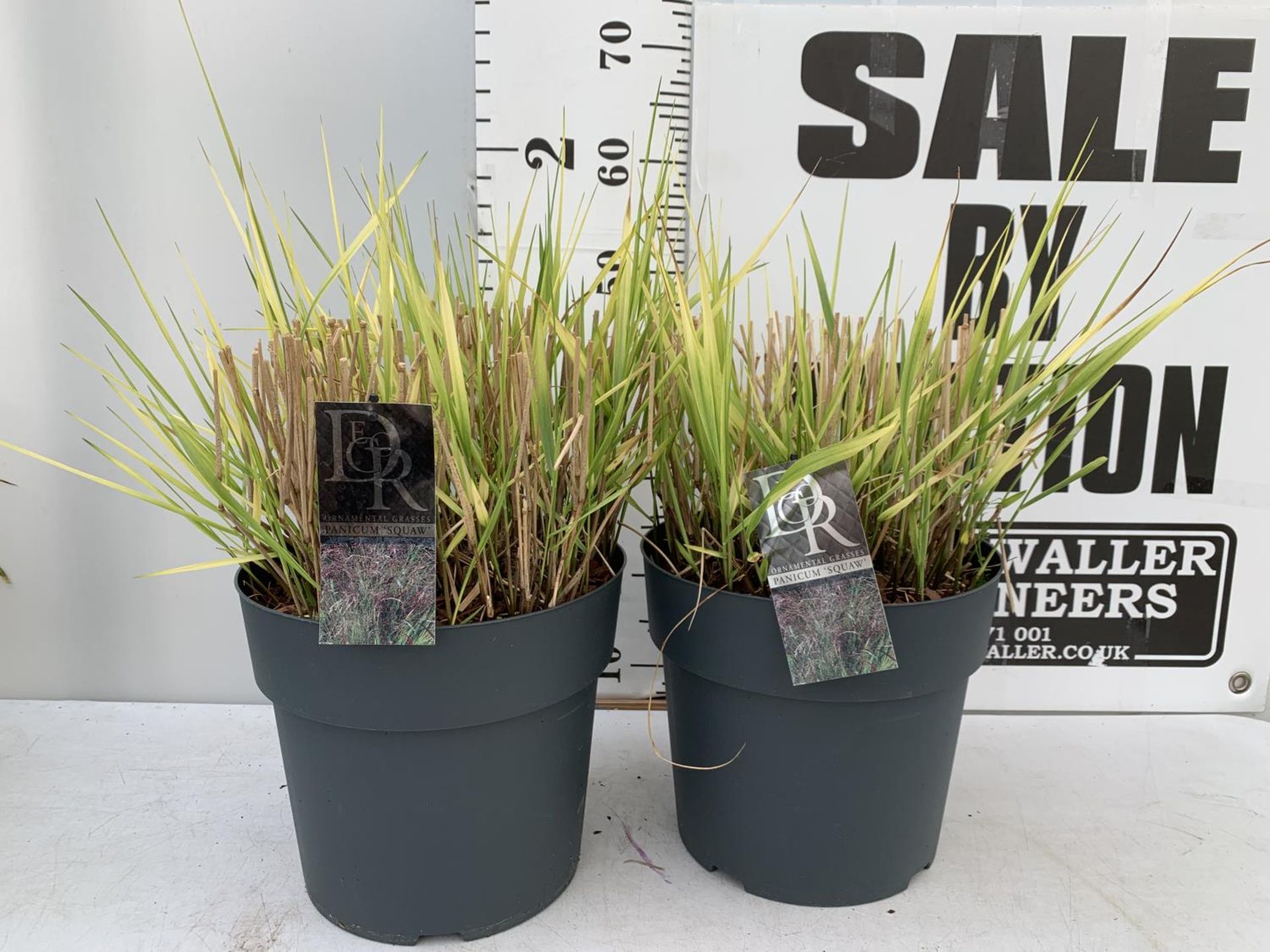 TWO ORNAMENTAL GRASSES 'PANICUM SQUAW' APPROX 60CM IN HEIGHT IN 10 LTR POTS PLUS VAT TO BE SOLD