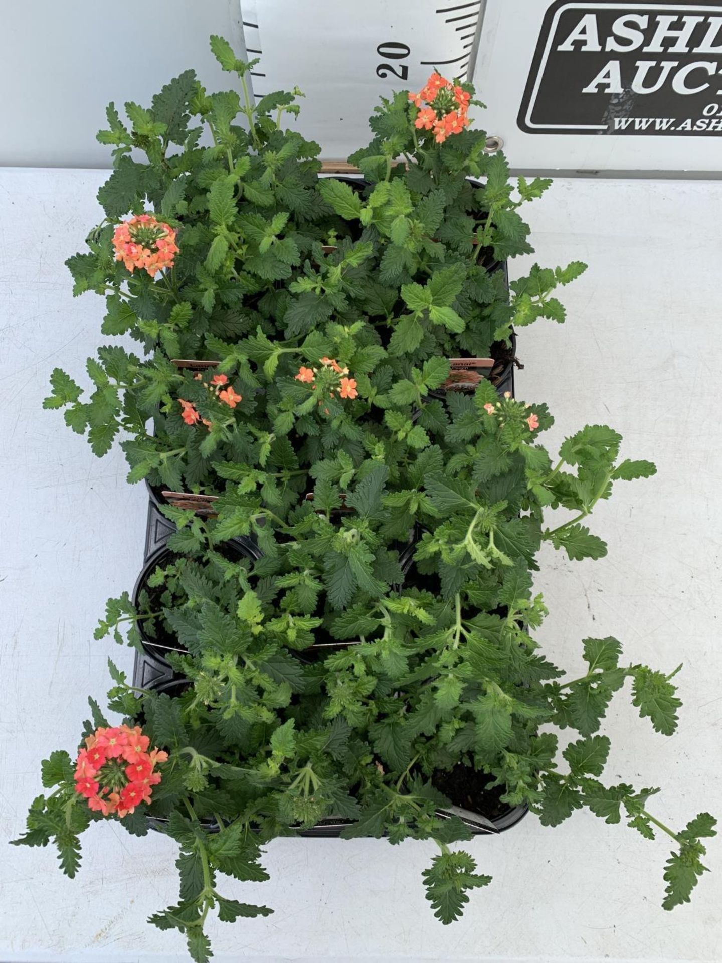 FIFTEEN TRAILING VERBENA LANAI IN PEACH BASKET PLANTS IN P9 POTS PLUS VAT TO BE SOLD FOR THE FIFTEEN - Image 2 of 4