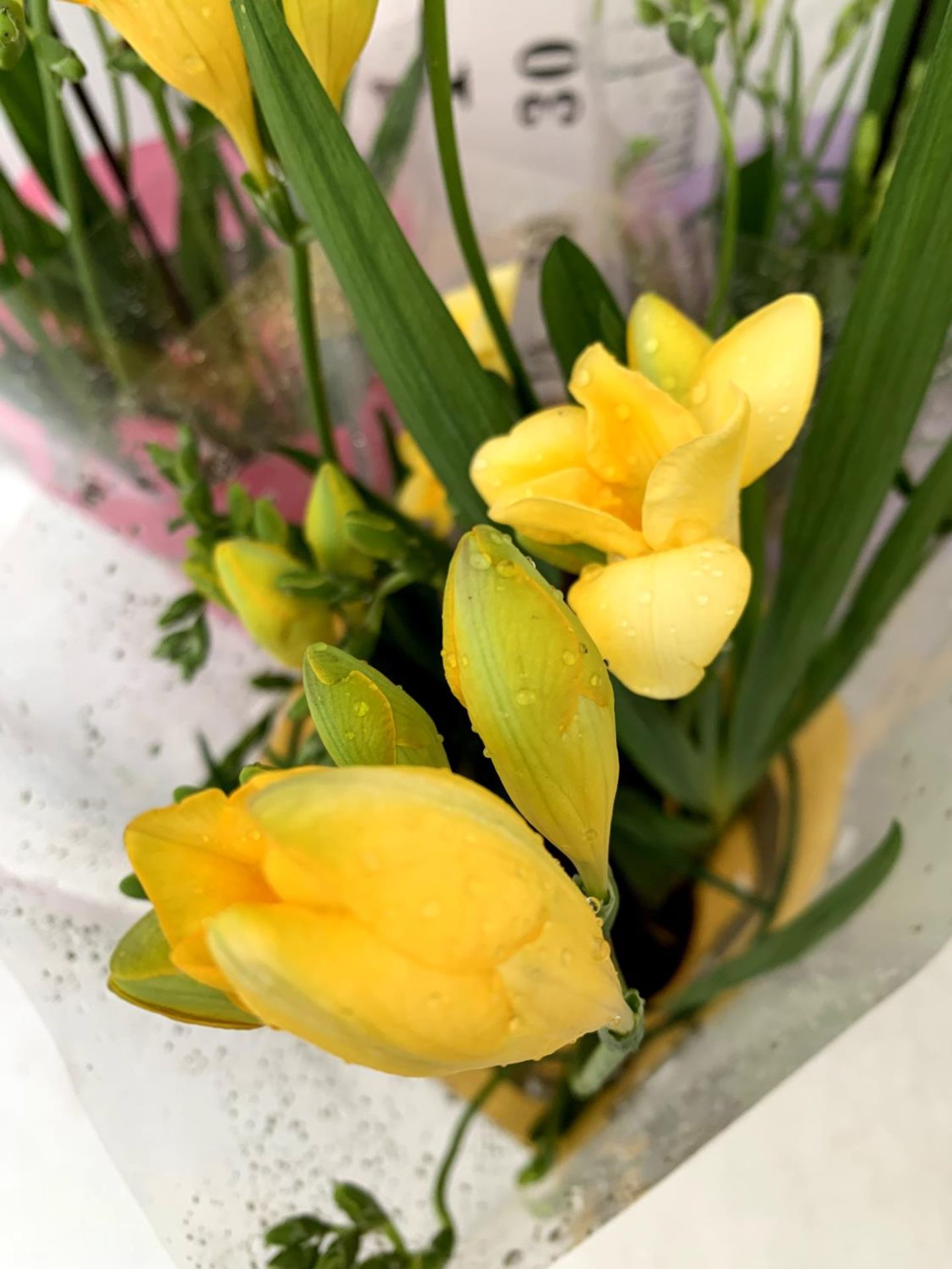 THREE FREESIA NANO PLANTS IN YELLOW RED AND PURPLE IN A CIRCULAR FRAME APPROX 60CM IN HEIGHT IN 1 - Image 7 of 12