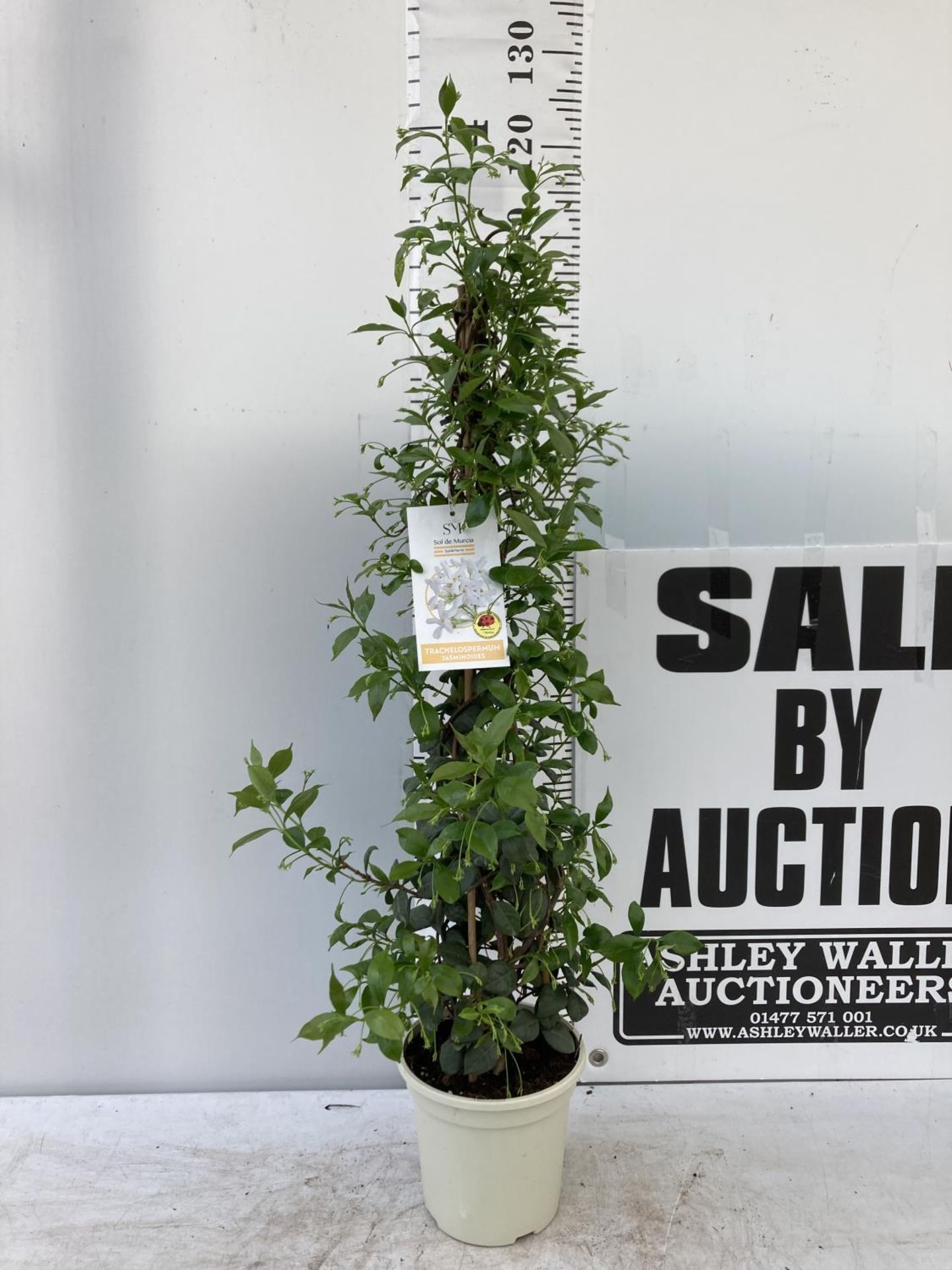 ONE JASMINE ON A PYRAMID FRAME APPROX 120CM IN HEIGHT IN A 3LTR POT PLUS VAT