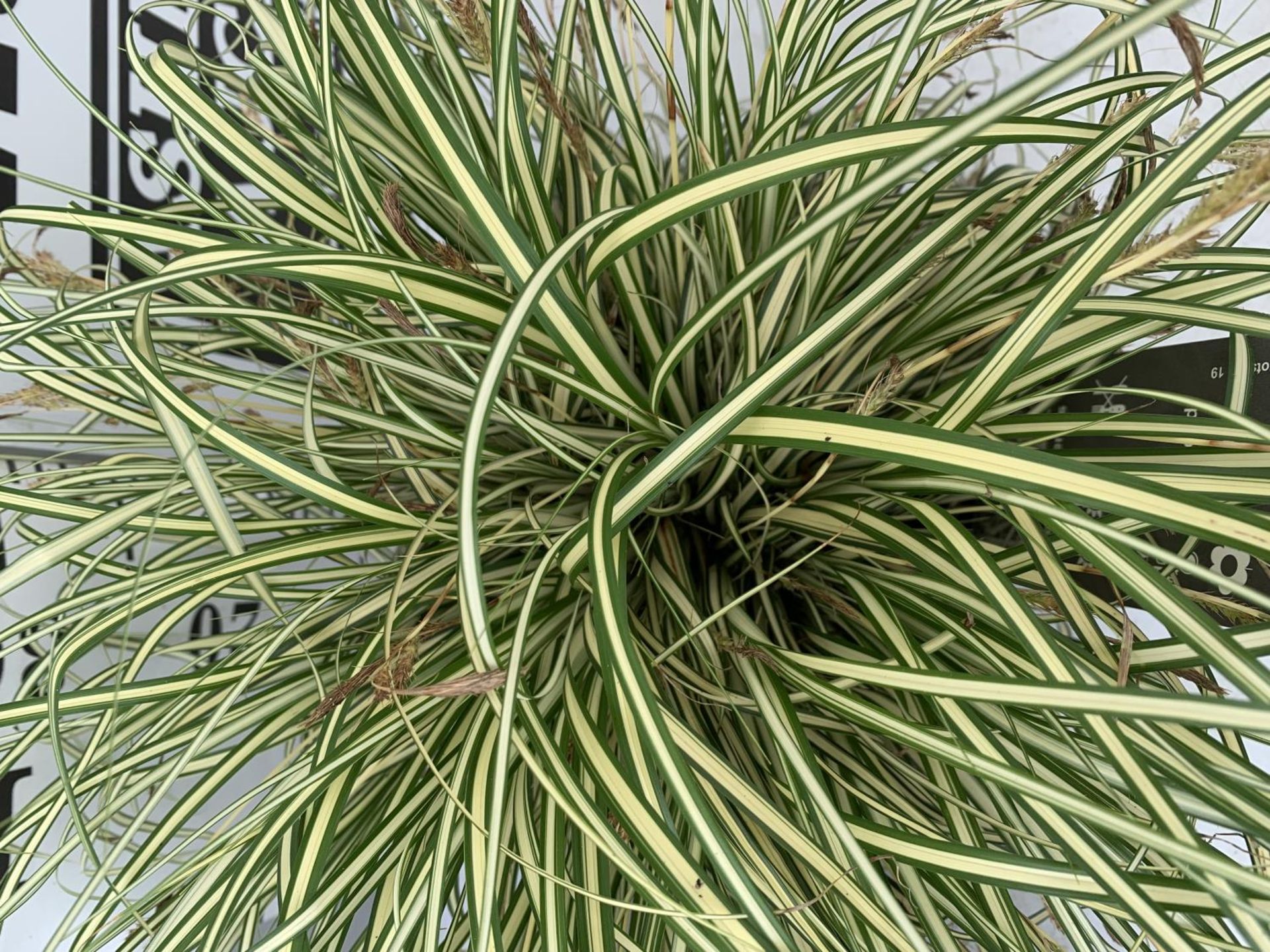 TWO HARDY ORNAMENTAL GRASSES CAREX 'EVERGOLD' AND 'EVEREST' IN 3 LTR POTS APPROX 40CM IN HEIGHT PLUS - Image 11 of 12