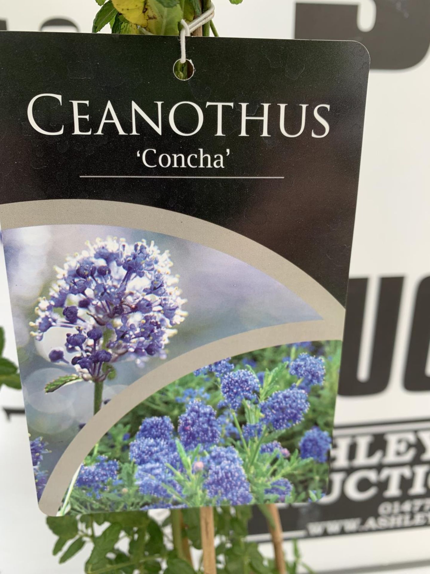 TWO CEANOTHUS 'CONCHA' ON A PYRAMID FRAM IN FLOWER IN 2 LTR POTS WITH CARD APPROX 75CM IN HEIGHT - Image 7 of 8