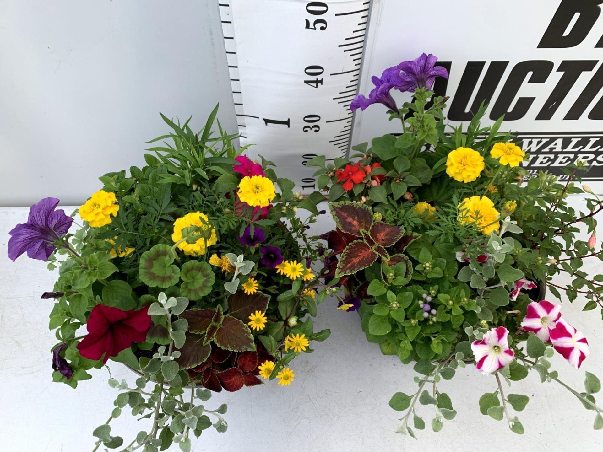 TWO LARGE TUBS PLANTED WITH VARIOUS PLANTS INC MARIGOLDS PETUNIAS FUCHSIA BACOPA ETC IN 10 LTR - Image 4 of 8