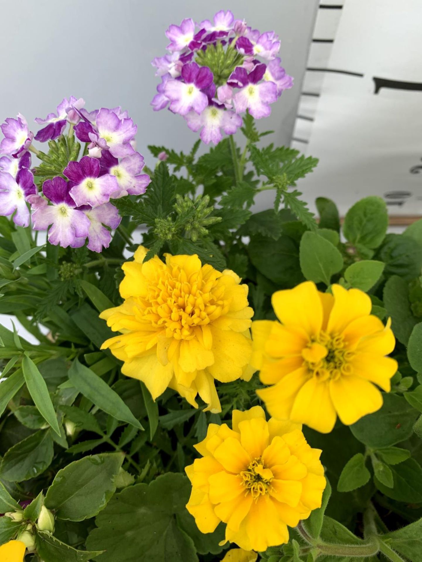 TWO LARGE TUBS PLANTED WITH VARIOUS PLANTS INC MARIGOLDS PETUNIAS FUCHSIA BACOPA ETC IN 10 LTR - Image 5 of 8