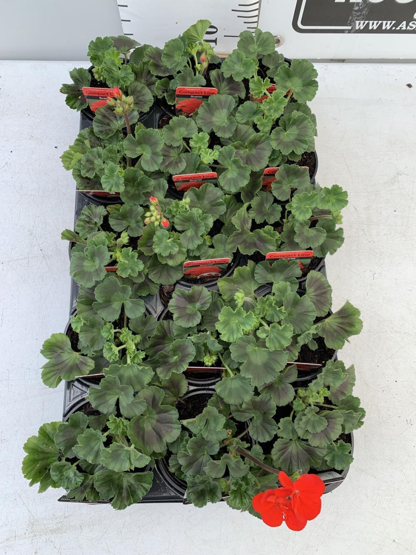 FIFTEEN PELARGONIUM UPRIGHT IN SCARLET BASKET PLANTS IN P9 POTS PLUS VAT TO BE SOLD FOR THE FIFTEEN - Image 2 of 4