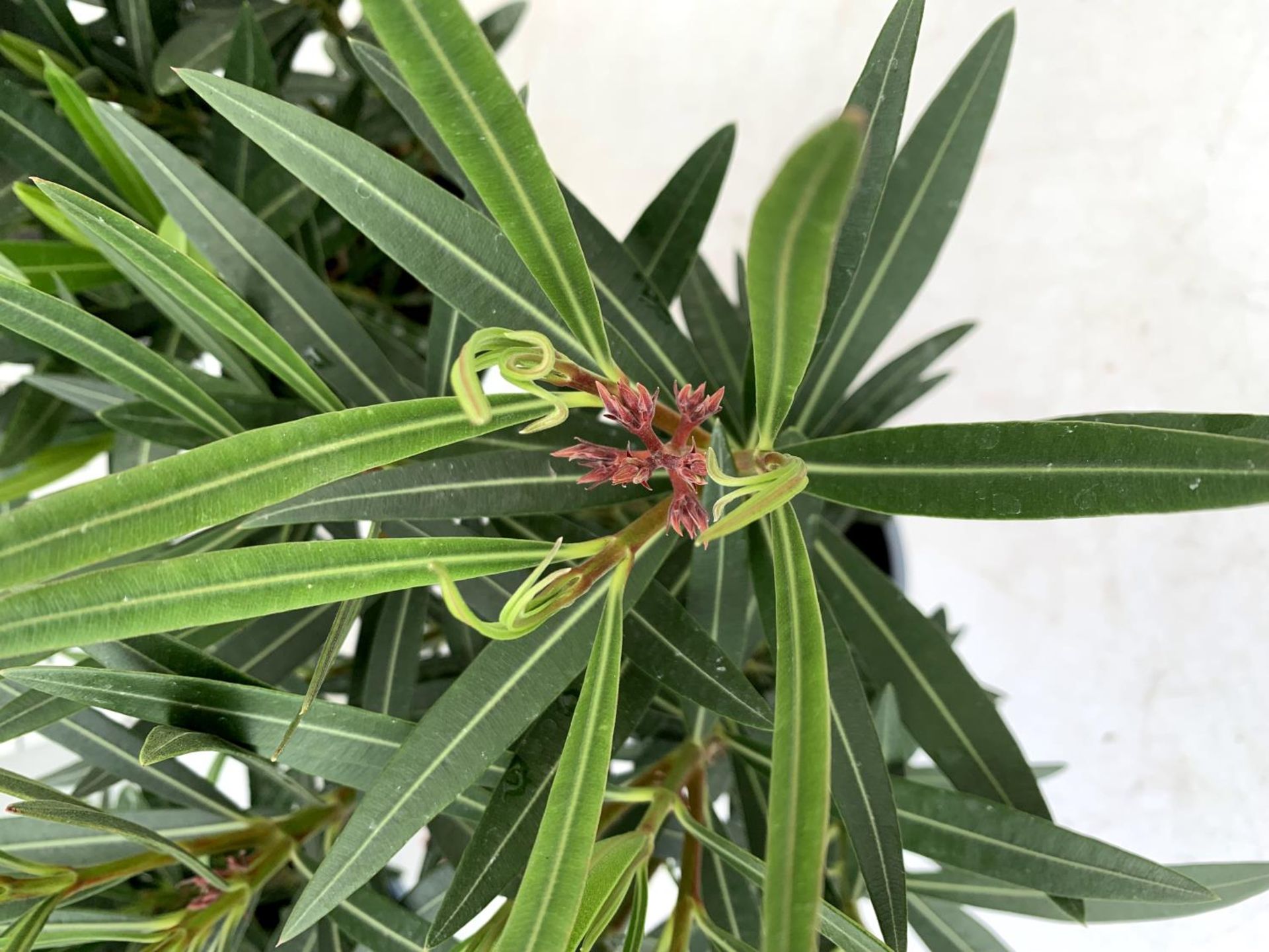 THREE MIXED OLEANDER NERIUM APPROX 55CM TALL IN 1 LTR POTS PLUS VAT TO BE SOLD FOR THE THREE - Image 5 of 6