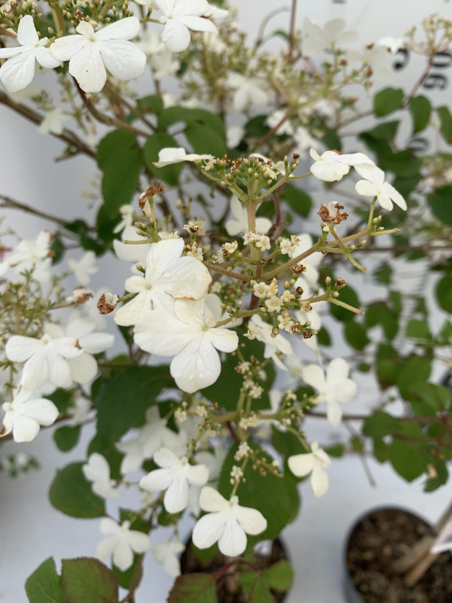 TWO VIBURNUM PLICATUM 'WATANABE' STANDARD TREES APPROX 120CM IN HEIGHT IN 3LTR POTS PLUS VAT TO BE - Image 7 of 10