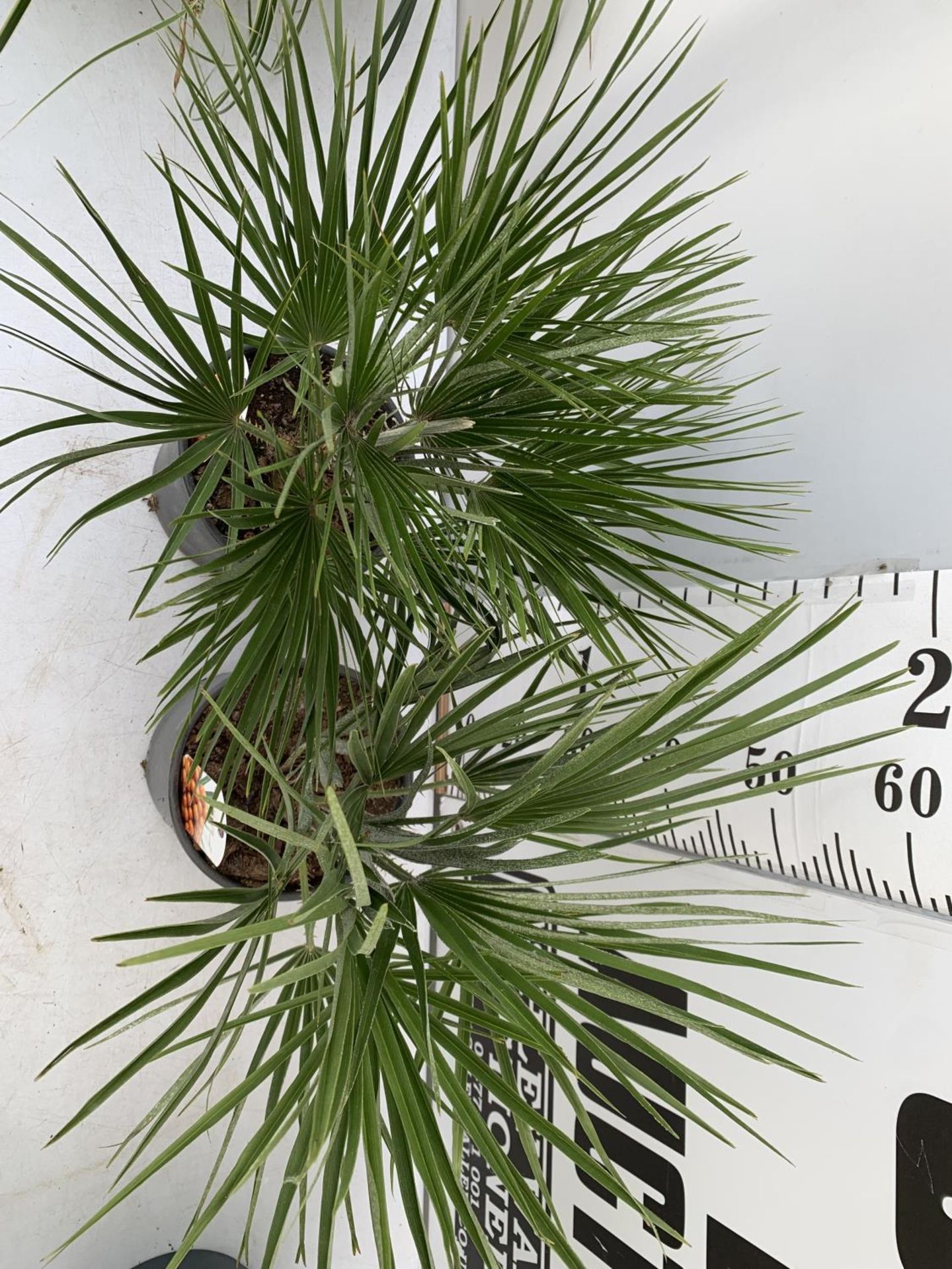 TWO CHAMAEROPS HUMILIS HARDY IN 3 LTR POTS APPROX 70CM IN HEIGHT PLUS VAT TO BE SOLD FOR THE TWO - Image 3 of 10