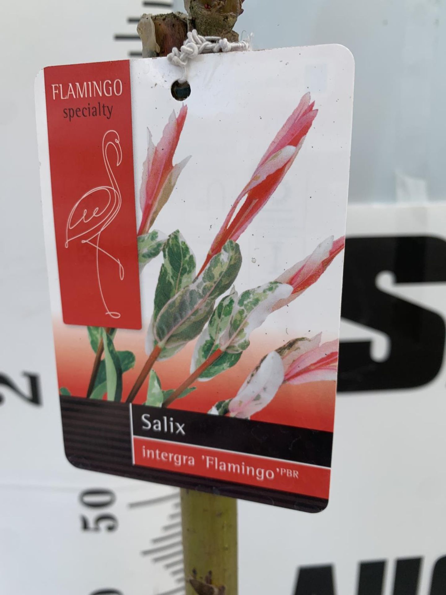 TWO STANDARD SALIX INTEGRA 'FLAMINGO' OVER 110CM IN HEIGHT IN 3 LTR POTS PLUS VAT TO BE SOLD FOR THE - Image 7 of 8