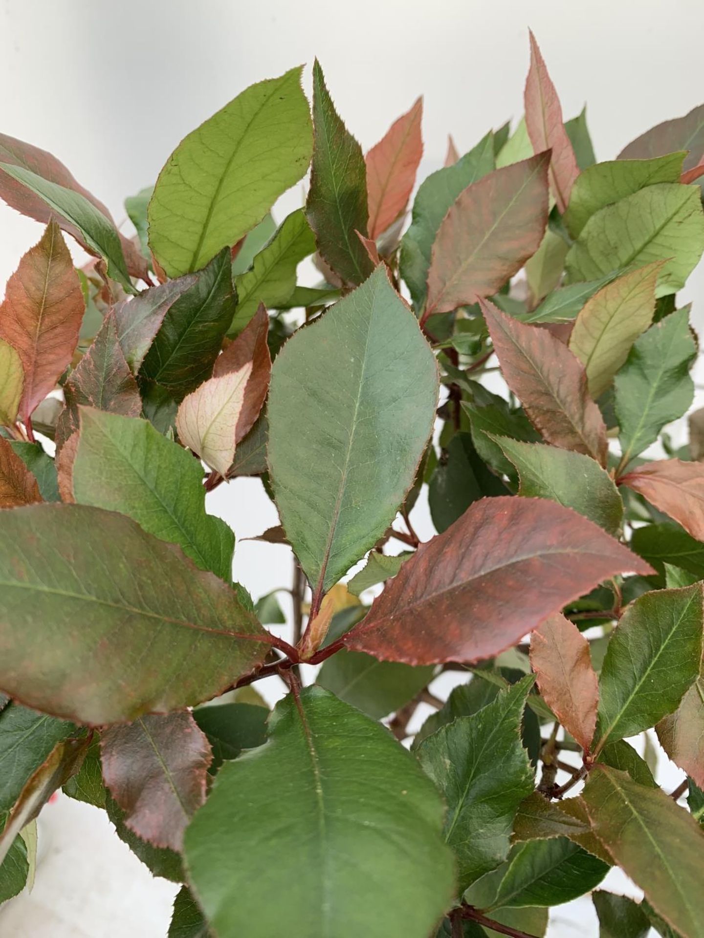 TWO PHOTINIA FRASERI STANDARD TREES 'LITTLE RED ROBIN' APPROX OVER ONE METRE IN HEIGHT IN 3LTR - Image 5 of 10