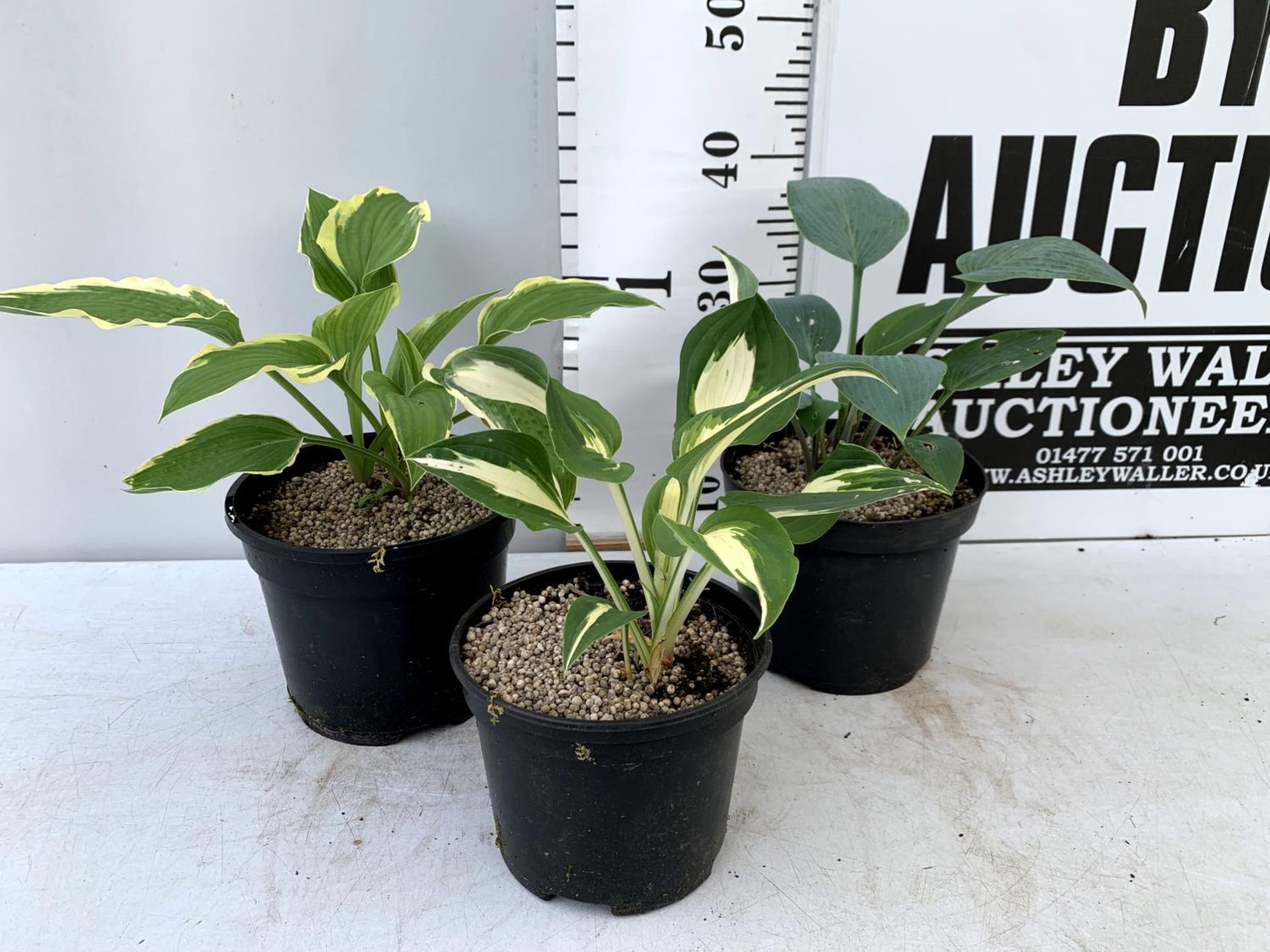 THREE VARIETIES OF HOSTA IN 2 LTR POTS APPROX 40CM IN HEIGHT PLUS VAT TO BE SOLD FOR THE THREE