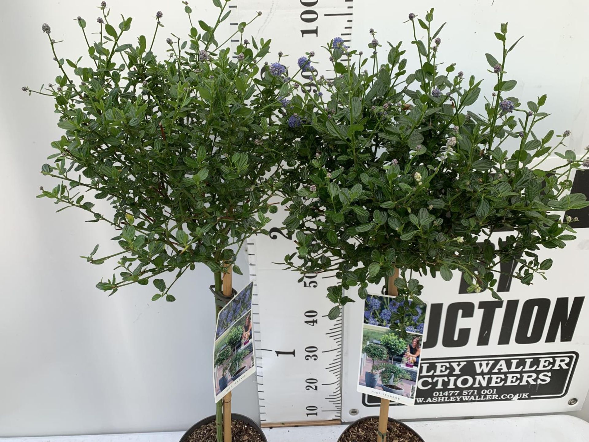 TWO CEANOTHUS IMPRESSUS STANDARD TREES 'VICTORIA' IN FLOWER APPROX A METRE IN HEIGHT IN 3 LTR POTS - Image 5 of 8