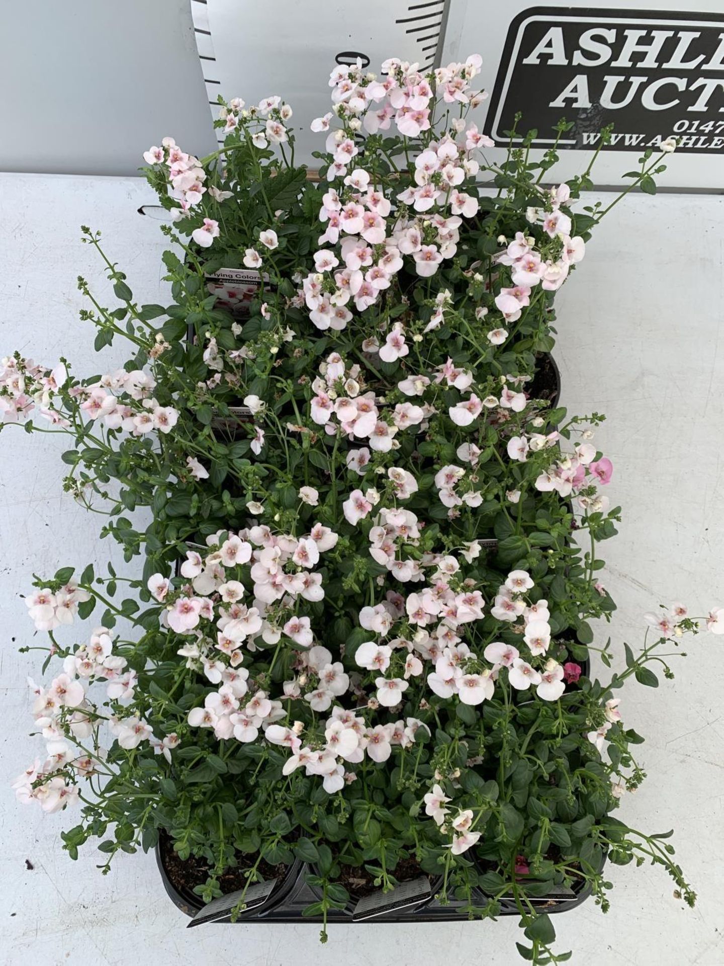 FIFTEEN DIASCIA FLYING COLOURS IN APPLE BLOSSOM BASKET PLANTS ON A TRAY IN P9 POTS PLUS VAT TO BE - Image 2 of 4