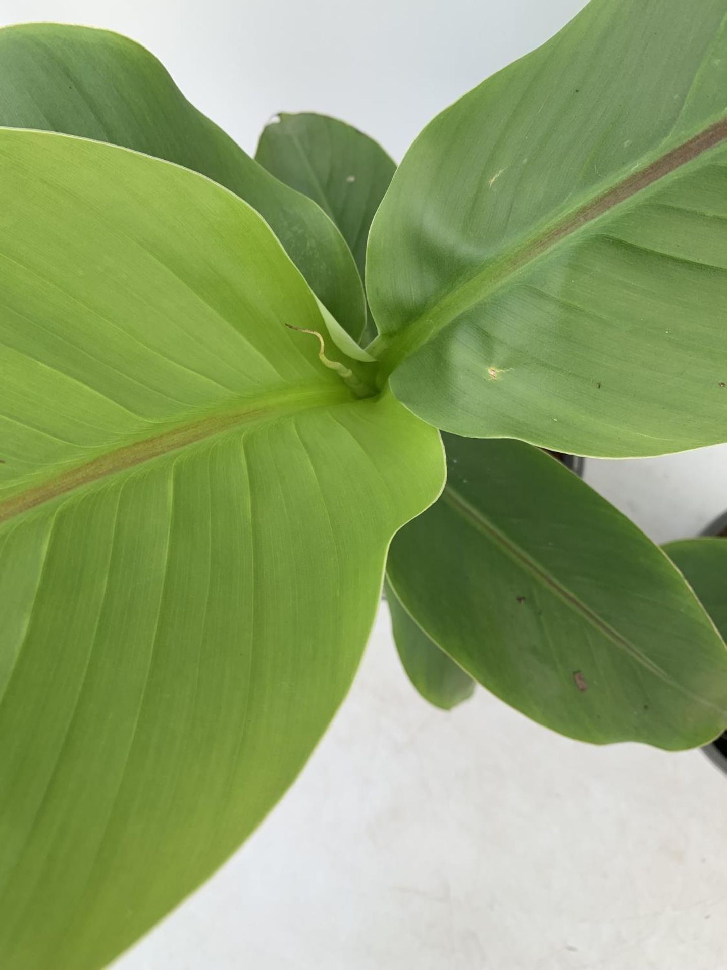 TWO MUSA BASJOO BANANA PLANTS IN 2 LTR POTS 50CM TALL TO BE SOLD FOR THE TWO NO VAT - Image 6 of 8