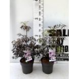 TWO SAMBUCUS NIGRA BLACK LACE 'EVA' IN 5 LTR POTS APPROX 80CM IN HEIGHT PLUS VAT TO BE SOLD FOR