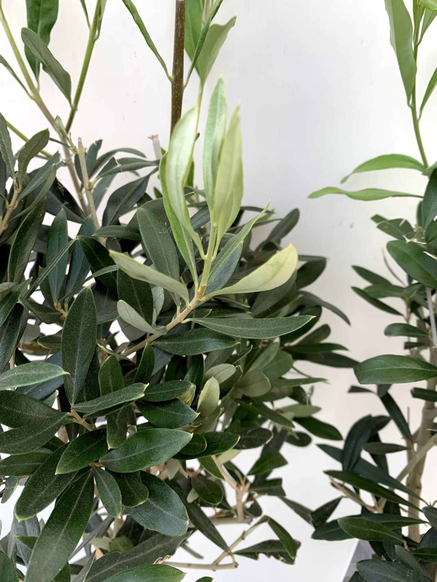 TWO OLIVE EUROPEA STANDARD TREES APPROX 120CM IN HEIGHT IN 3LTR POTS NO VAT TO BE SOLD FOR THE TWO - Image 5 of 8