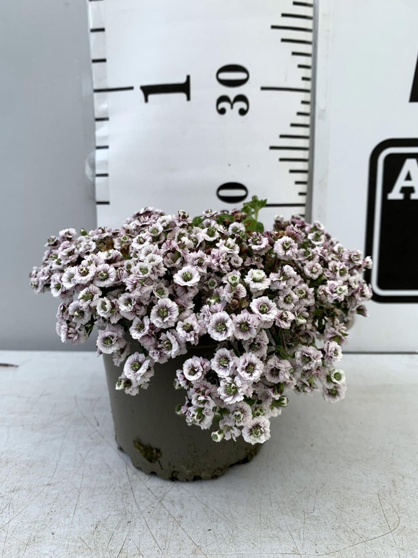 EIGHT GYPSOPHILA CERASTIOIDES PLENA WHITE IN 1 LTR POTS APPROX 20CM IN HEIGHT PLUS VAT TO BE SOLD - Image 8 of 8