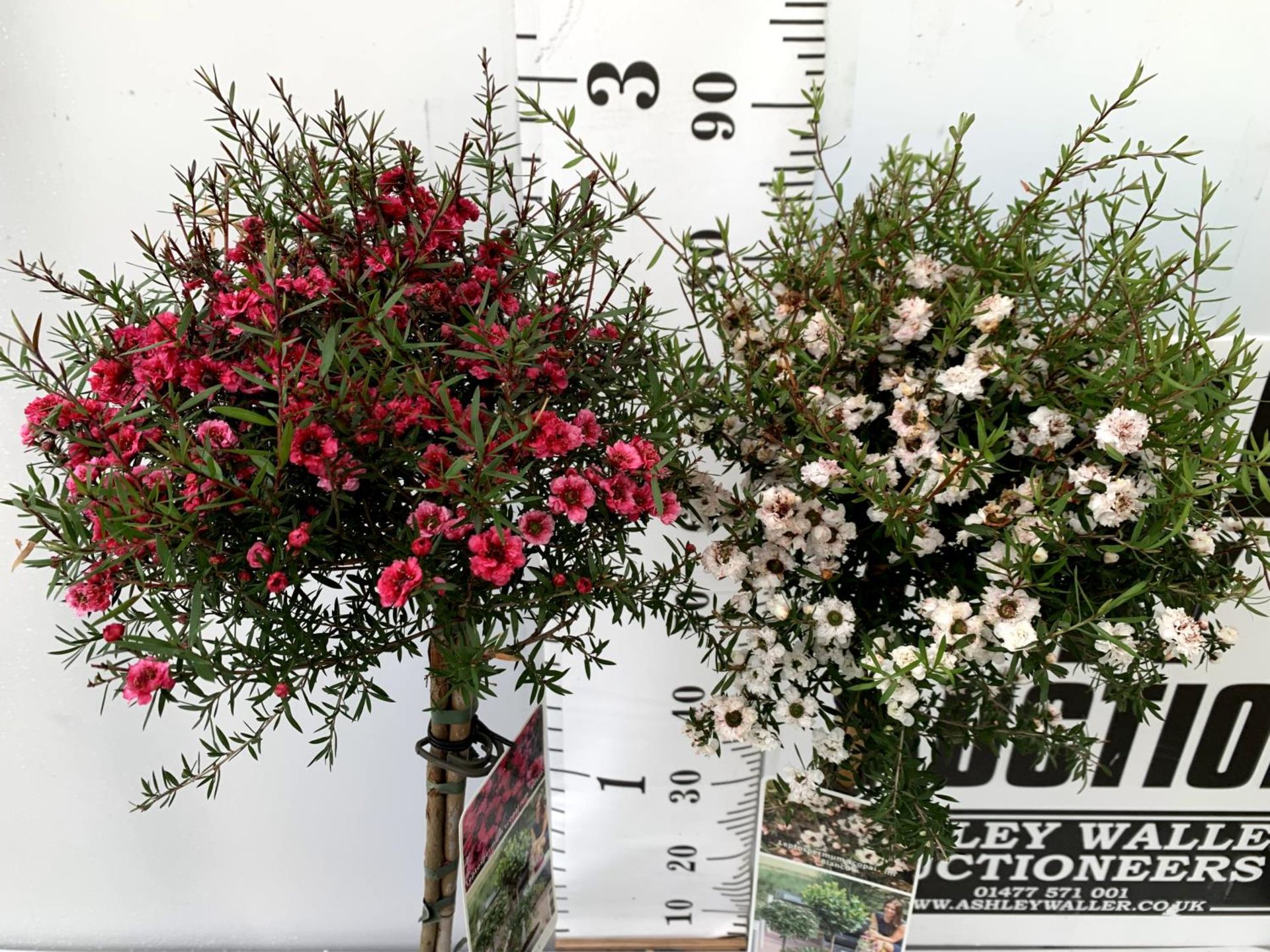 TWO LEPTOSPERMUM SCOPARIUM 'ROSSO' AND ONE 'BIANCO' IN FLOWER STANDARD TREES OVER A METRE IN - Image 3 of 8