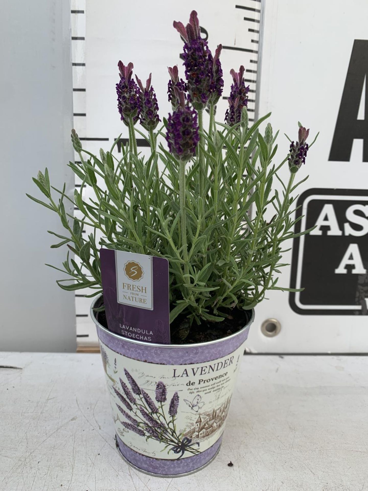 SIX LAVENDULA LAVENDER ST ANOUK COLLECTION IN DECORATIVE METAL POTS TO BE SOLD FOR THE SIX NO VAT - Image 6 of 8
