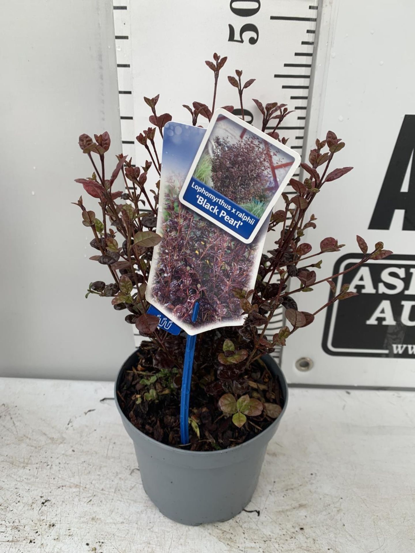 THREE LOPHOMYRTUS RALPHII NEW ZEALAND MYRTLE 'BLACK PEARL' IN 2 LTR POTS HEIGHT 40CM - 50CM TO BE - Image 3 of 6