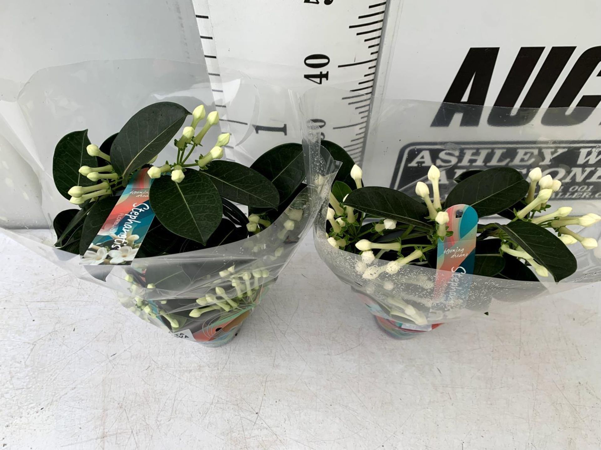 TWO STEPHANOTIS FLORIUNDA BOW GROWN ON A HOOP IN A 1 LTR POT PLUS VAT TO BE SOLD FOR THE TWO - Image 4 of 8