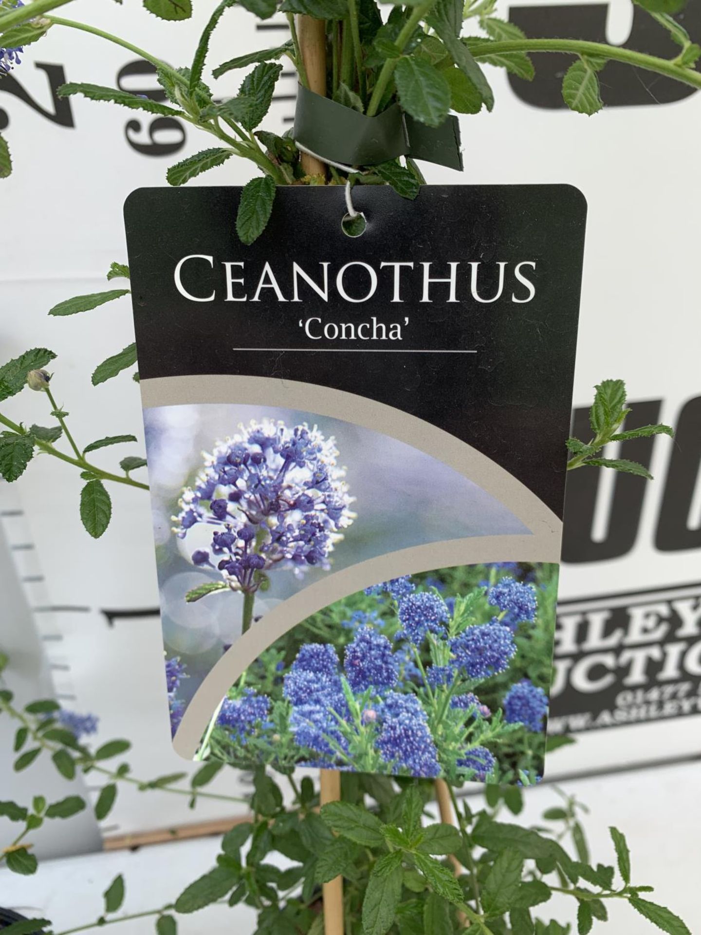 TWO CEANOTHUS 'CONCHA' AND 'SPRING PARTY' ON A PYRAMID FRAME IN FLOWER IN 2 LTR POTS WITH CARD - Image 7 of 10