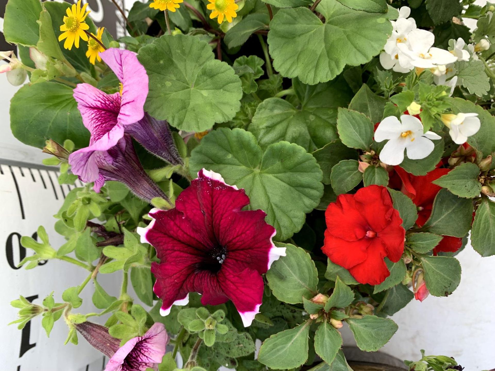 TWO LARGE TUBS PLANTED WITH VARIOUS PLANTS INC MARIGOLDS PETUNIAS FUCHSIA BACOPA ETC IN 10 LTR - Image 5 of 8