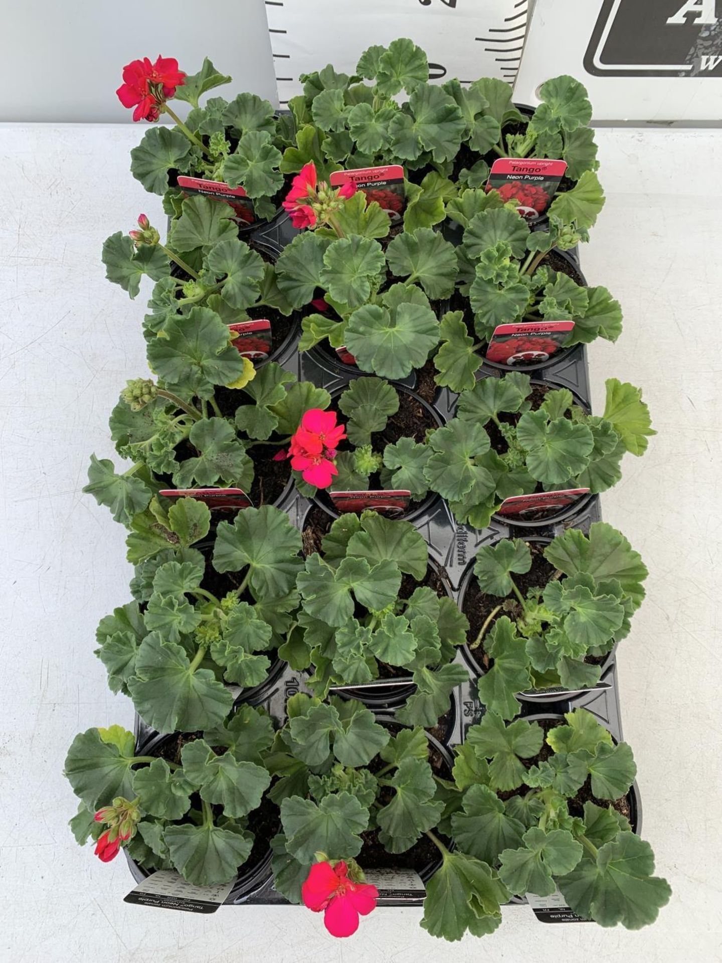 FIFTEEN PELARGONIUM UPRIGHT TANGO IN NEON PURPLE BASKET PLANTS ON A TRAY IN P9 POTS PLUS VAT TO BE - Image 2 of 4