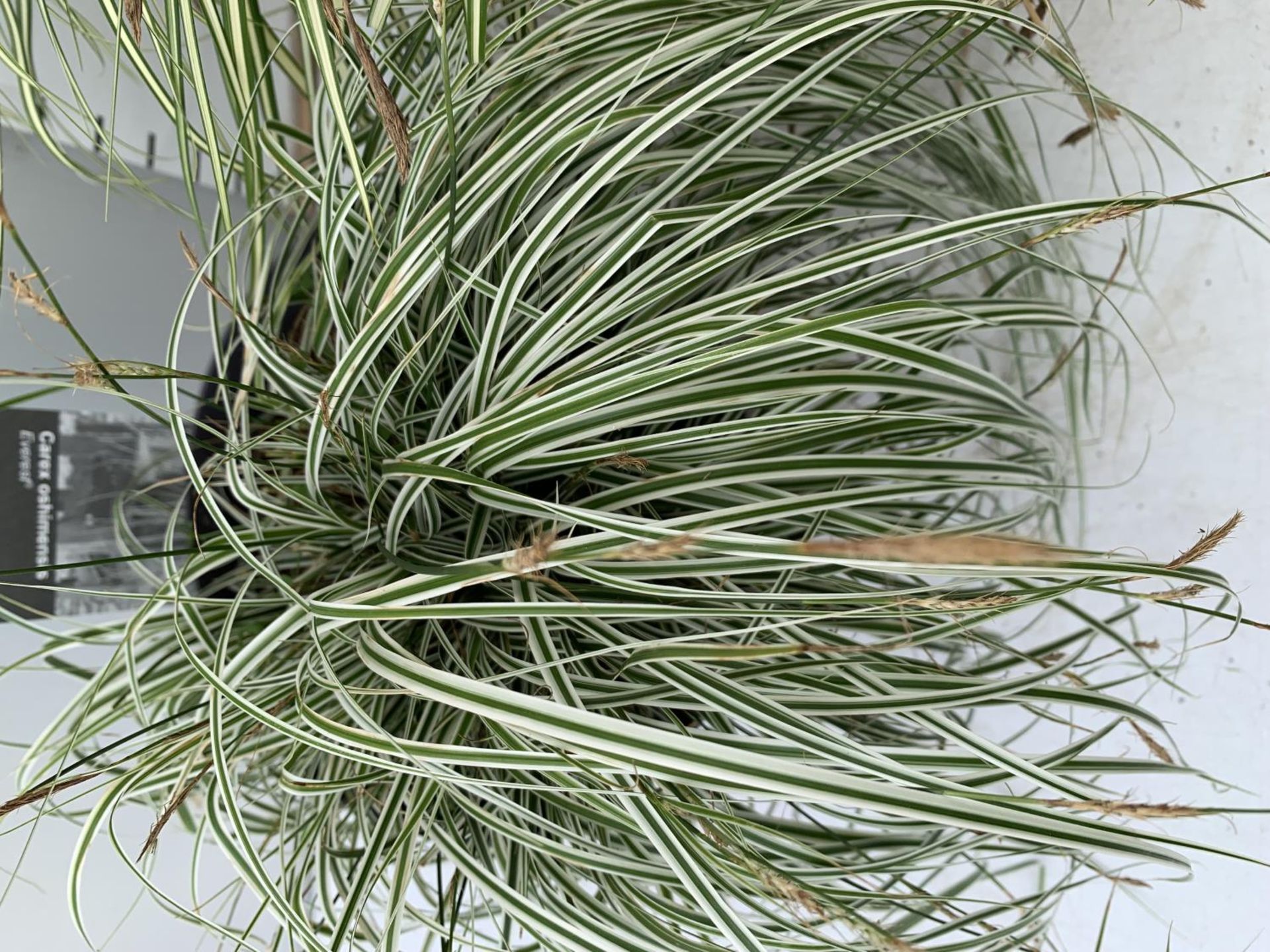 TWO HARDY ORNAMENTAL GRASSES CAREX 'EVERGOLD' AND 'EVEREST' IN 3 LTR POTS APPROX 40CM IN HEIGHT PLUS - Image 5 of 12