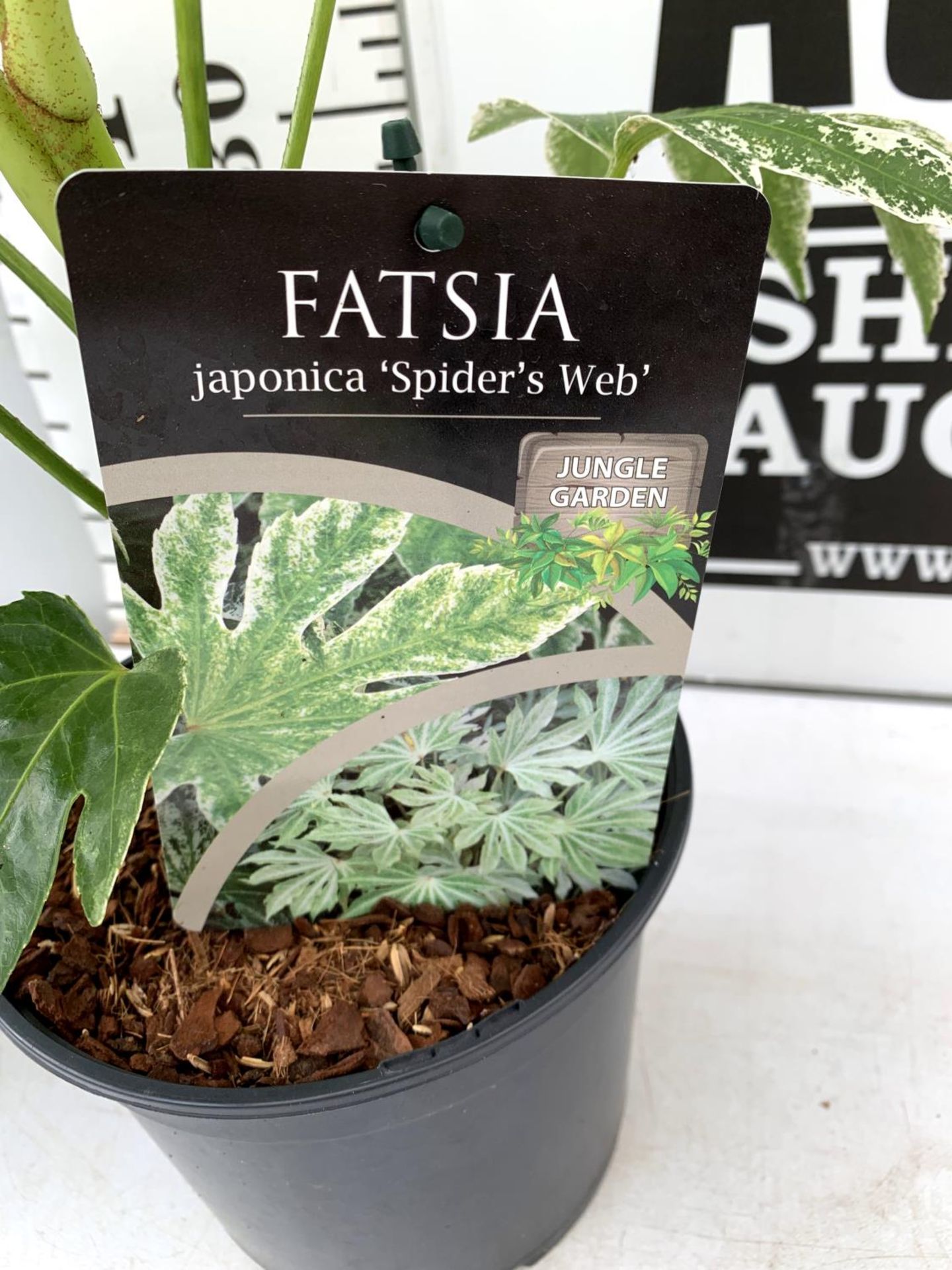 TWO FATSIA JAPONICA 'SPIDERS WEB' IN 2 LTR POTS 60CM TALL PLUS VAT TO BE SOLD FOR THE TWO - Image 7 of 8