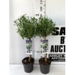 TWO LAVENDER LAVENDULA ANGUSTIFOLIA STANDARD TREES APPROX 90CM IN HEIGHT IN 3 LTR POTS PLUS VAT TO