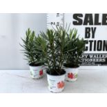 THREE MIXED OLEANDER NERIUM APPROX 55CM TALL IN 1 LTR POTS PLUS VAT TO BE SOLD FOR THE THREE
