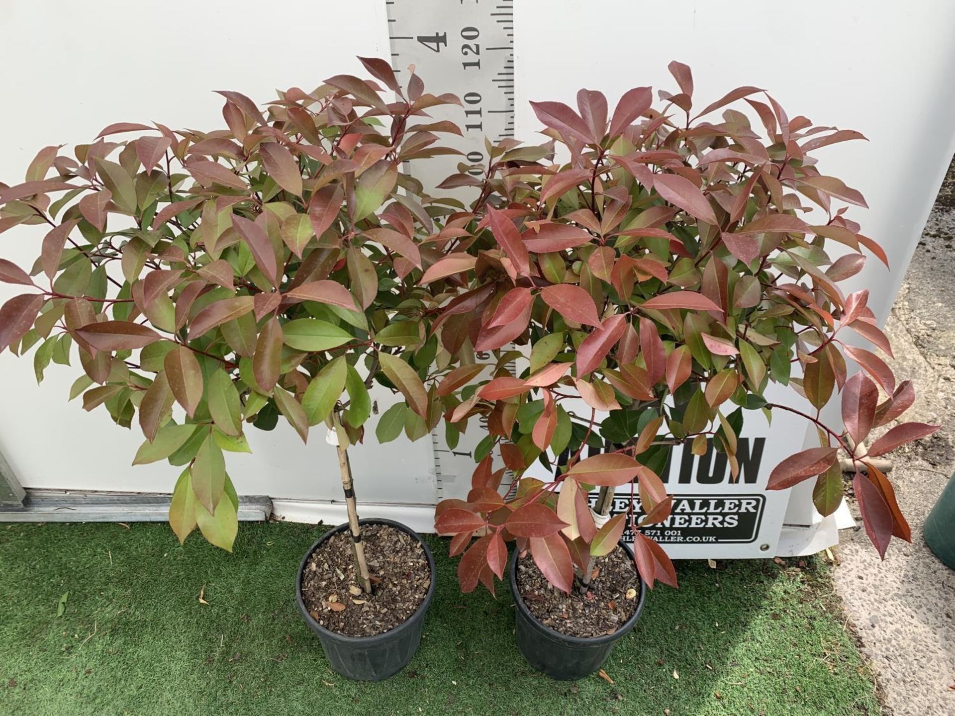 A PAIR OF STANDARD PHOTINIA FRASERI RED ROBIN TREES 130CM TALL IN A 10 LTR POT TO BE SOLD FOR THE - Bild 4 aus 6