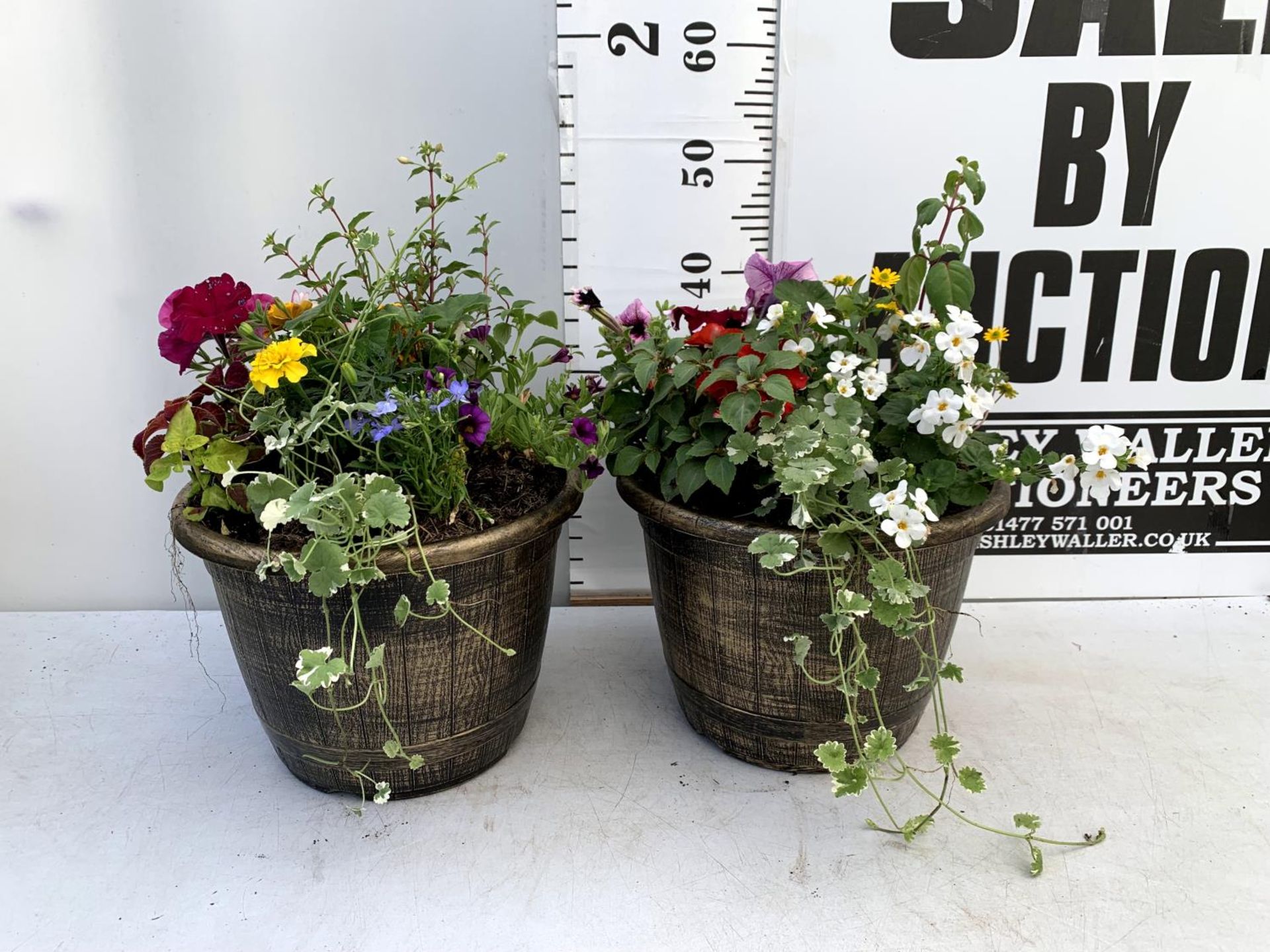 TWO LARGE TUBS PLANTED WITH VARIOUS PLANTS INC MARIGOLDS PETUNIAS FUCHSIA BACOPA ETC IN 10 LTR