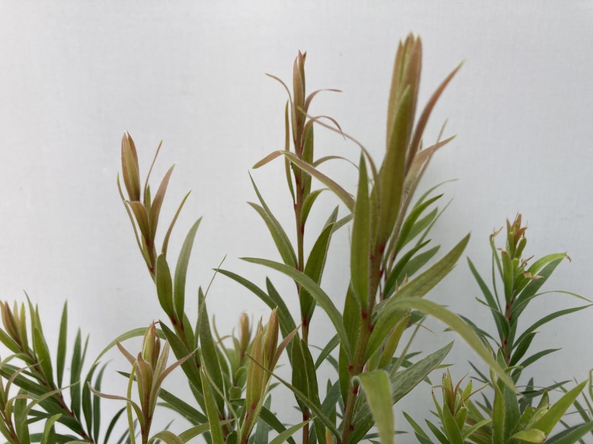 TWO CALLISTEMON LAEVIS IN 2 LTR POTS 50CM IN HEIGHT PLUS VAT TO BE SOLD FOR THE TWO - Image 3 of 5