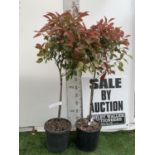 A PAIR OF STANDARD PHOTINIA FRASERI RED ROBIN TREES 140CM TALL IN A 10 LTR POT TO BE SOLD FOR THE